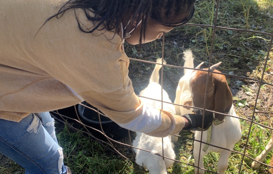 Middle School student feeding goats at the Natick Community Organic Farm