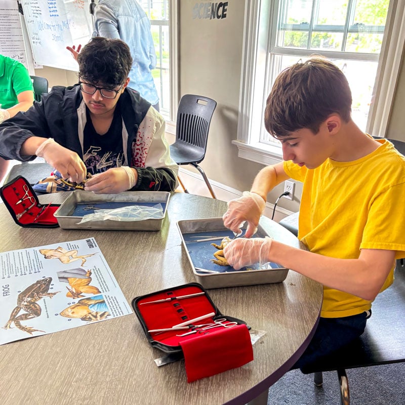 Students dissecting frogs in science lab